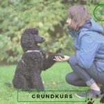 Welpen Welpenschule Welpengruppe Hundetraining