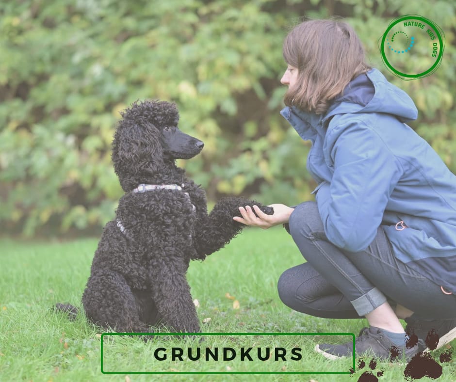 Welpen Welpenschule Welpengruppe Hundetraining