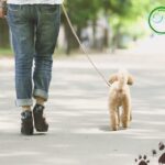 Leinenführigkeit Hundeschule Welpen