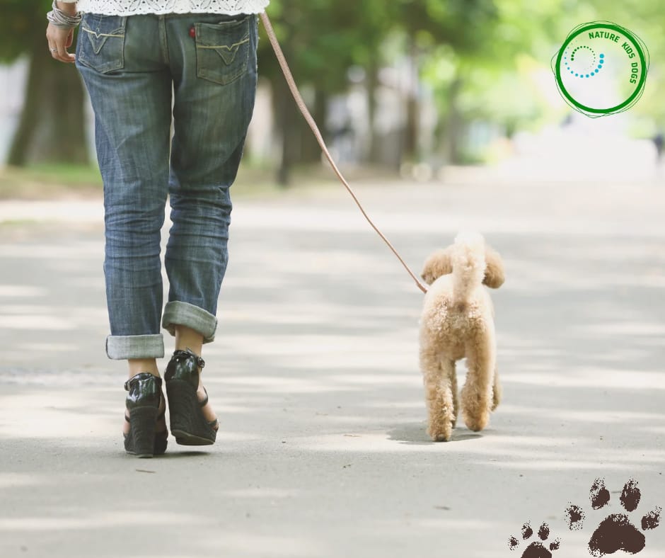 Leinenführigkeit Hundeschule Welpen