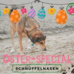 Nasenarbeit Hund Hundeschule Welpentraining Welpen