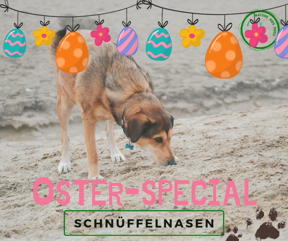 Nasenarbeit Hund Hundeschule Welpentraining Welpen