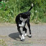 Reaktive Hunde