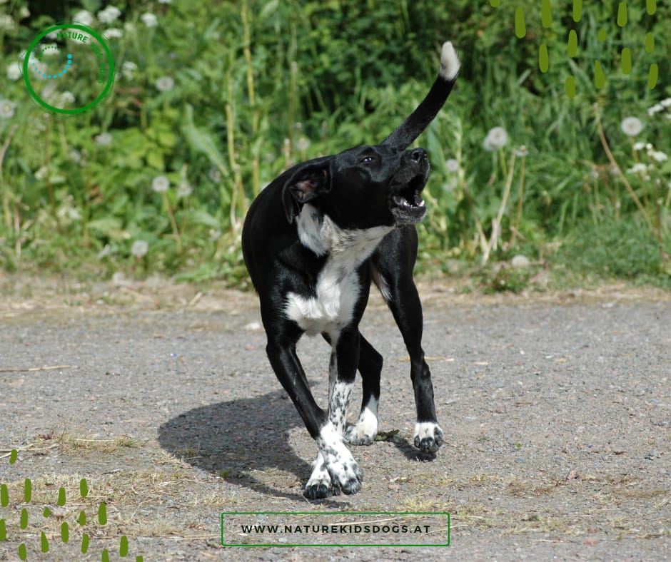 Reaktive Hunde