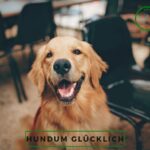 Seniorhund Hundetraining