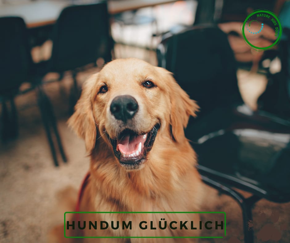 Seniorhund Hundetraining